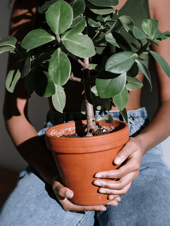 Indoor Plant Guide