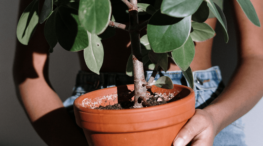 Indoor Plant Guide